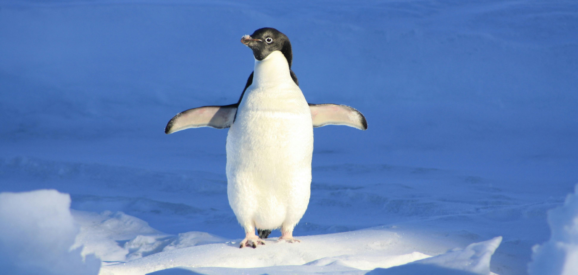 Komunikat o aktualizacji algorytmu Pingwin w Google