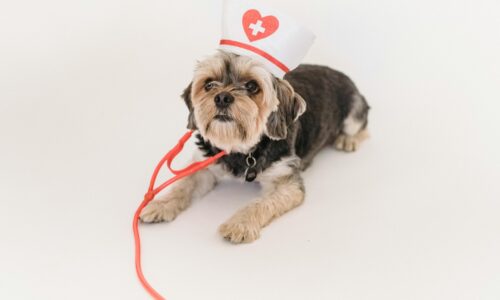 Strategie reklamowe dla gabinetów weterynarii w Internecie